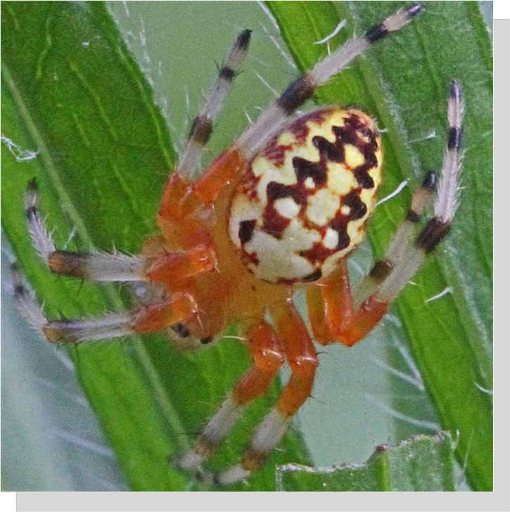 Male Marbled Orbweaver - Araneus  marmoreus, (5)